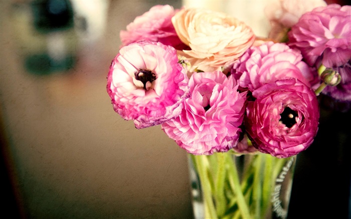Fleurs roses, renoncules, vase Fonds d'écran, image