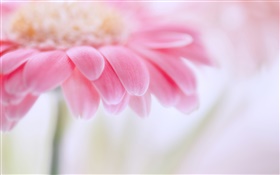 Gerbera rose, pétales de fleurs HD Fonds d'écran