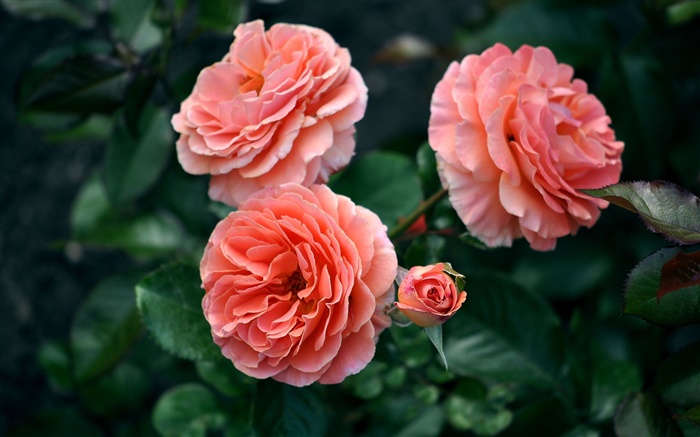 Rose fleurs, bourgeons, bokeh Fonds d'écran, image