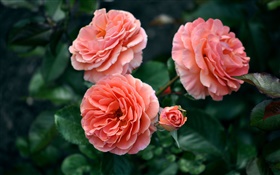 Rose fleurs, bourgeons, bokeh