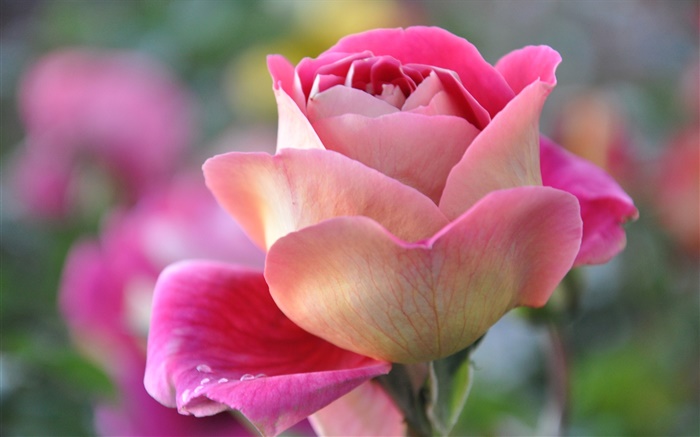 Rose, pétales, bourgeon Fonds d'écran, image