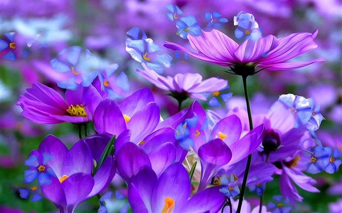 Fleurs de crocus violets, pétales, macro, l'art de l'encre Fonds d'écran, image