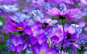 Fleurs de crocus violets, pétales, macro, l'art de l'encre