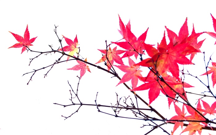Feuilles d'érable rouge, brindilles, automne, fond blanc Fonds d'écran, image