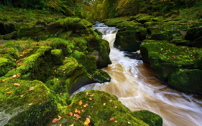 Wharfe, North Yorkshire, en Angleterre, des pierres, de la mousse, automne Fonds d'écran, image