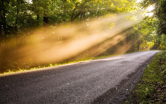 Road, arbres, le matin, le brouillard, la lumière du soleil Fonds d'écran, image