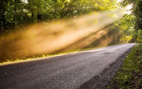 Road, arbres, le matin, le brouillard, la lumière du soleil HD Fonds d'écran