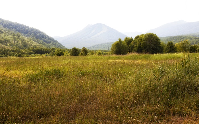 Russie, Kamchatka, les montagnes, les arbres, l'herbe Fonds d'écran, image