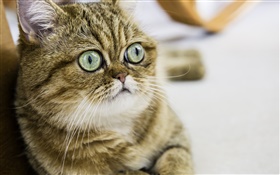 Shorthair chat, chaton mignon, yeux, le visage HD Fonds d'écran