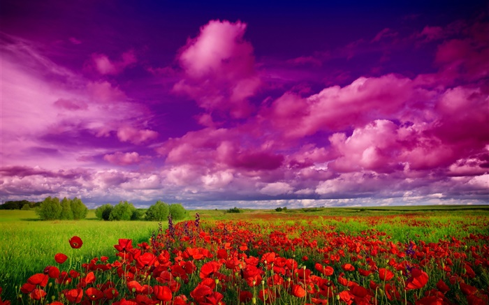Ciel, nuages, champ, fleurs, coquelicots rouges Fonds d'écran, image