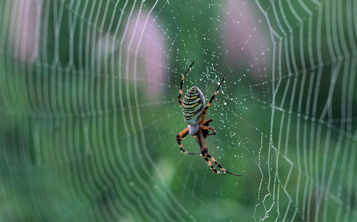 Araignée, toile d'araignée, des gouttes d'eau Fonds d'écran, image