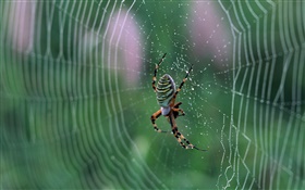 Araignée, toile d'araignée, des gouttes d'eau