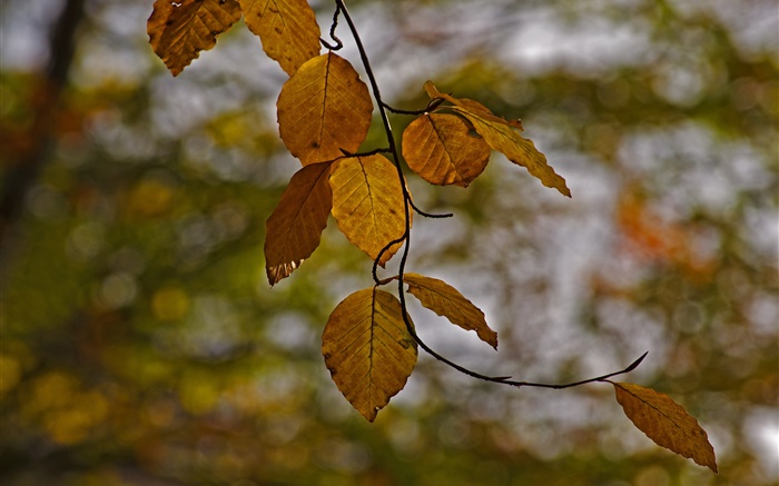 Brindilles, feuilles jaunes, automne, bokeh Fonds d'écran, image