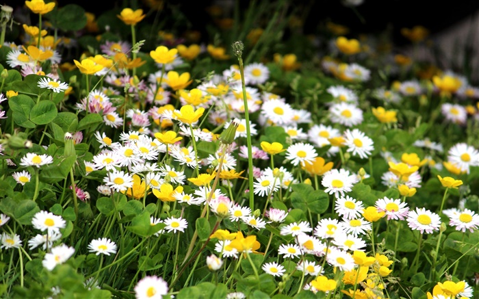 Chrysanthèmes blancs, des fleurs jaunes Fonds d'écran, image