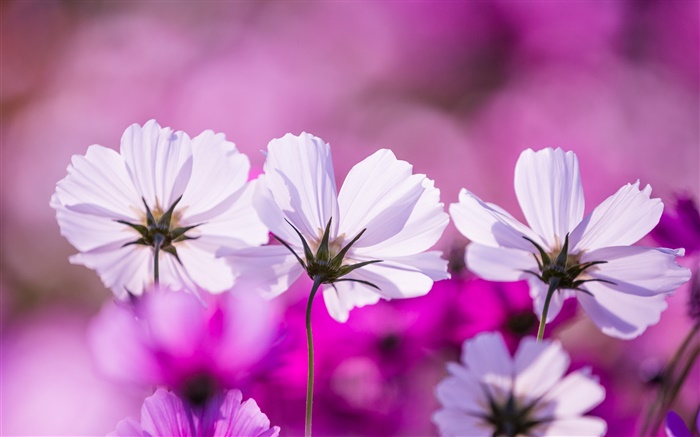 Fleurs blanches kosmeya, pétales, fond violet Fonds d'écran, image