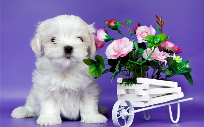 Chiot blanc, rose des fleurs Fonds d'écran, image
