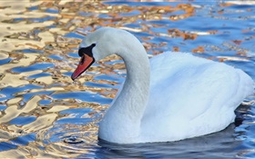 Cygne blanc, oiseau de l'eau, lac