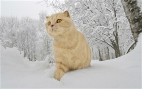 Hiver, neige, chat HD Fonds d'écran