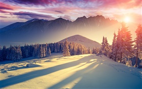 Hiver, neige, froid, montagnes, arbres, l'épinette, le ciel, le lever du soleil, les ombres HD Fonds d'écran