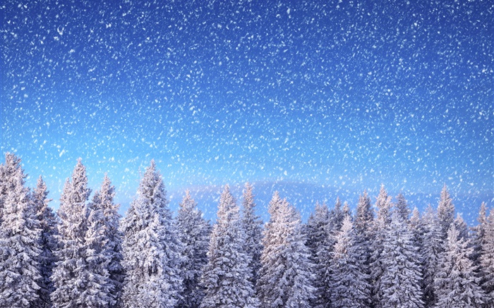 Hiver, épinettes, ciel bleu, flocons de neige, neige Fonds d'écran, image