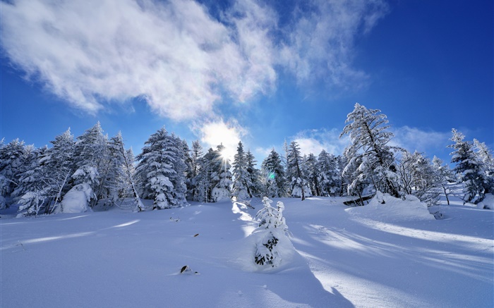 Hiver, neige épaisse, les arbres, l'épinette, la pente, nuages Fonds d'écran, image