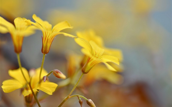Fleurs jaunes, bourgeons, bokeh Fonds d'écran, image