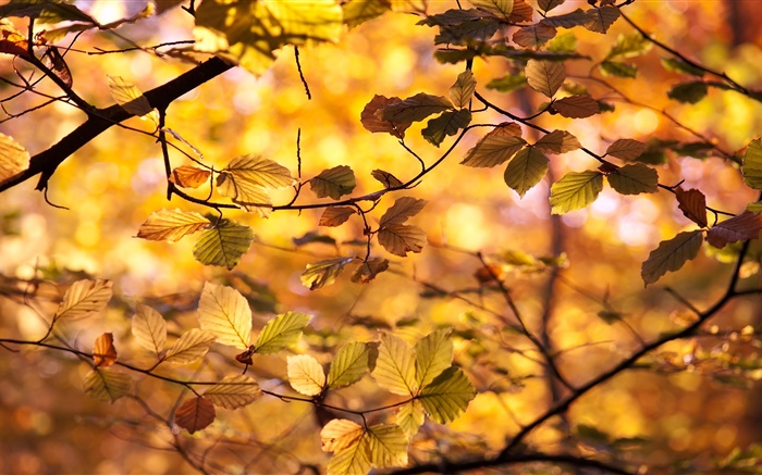 Les feuilles jaunes, brindilles, automne Fonds d'écran, image