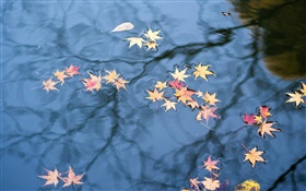 Automne, réflexion de l'eau, des feuilles d'érable jaune HD Fonds d'écran
