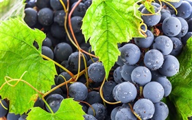 raisins noirs, feuilles vertes, des gouttes d'eau