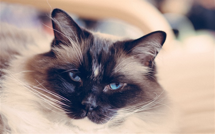 yeux bleus visage de chat, moustache Fonds d'écran, image
