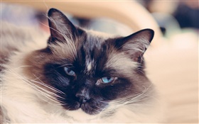yeux bleus visage de chat, moustache HD Fonds d'écran