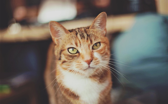 chat de couleur brune, yeux jaunes Fonds d'écran, image