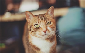 chat de couleur brune, yeux jaunes
