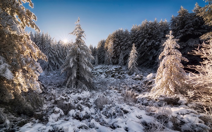 La Bulgarie, la forêt, les arbres, la neige, coucher de soleil, l'hiver Fonds d'écran, image