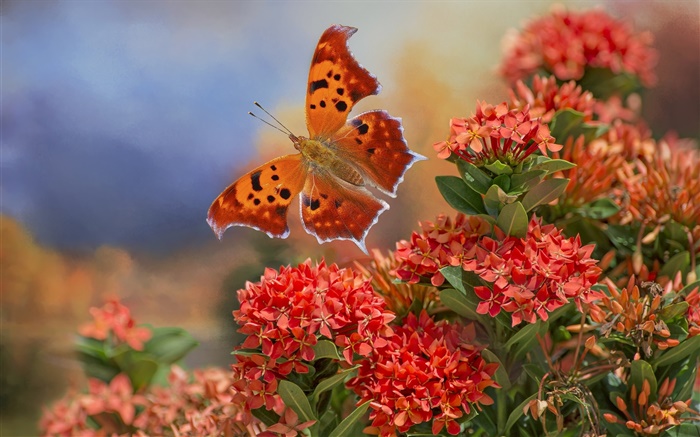 Papillon et fleurs rouges Fonds d'écran, image