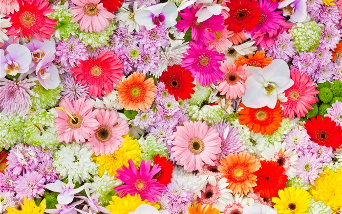 Chrysanthèmes, orchidées, gerbera, fleurs colorées Fonds d'écran, image