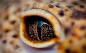 yeux Crocodile close-up, de la paupière HD Fonds d'écran