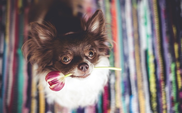 chien mignon mordre une fleur de tulipe Fonds d'écran, image