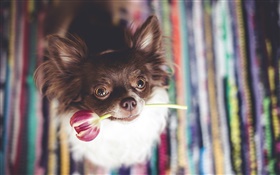 chien mignon mordre une fleur de tulipe HD Fonds d'écran
