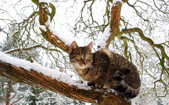 chat domestique, arbre, neige, hiver Fonds d'écran, image