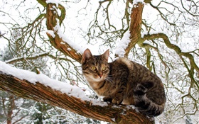 chat domestique, arbre, neige, hiver HD Fonds d'écran