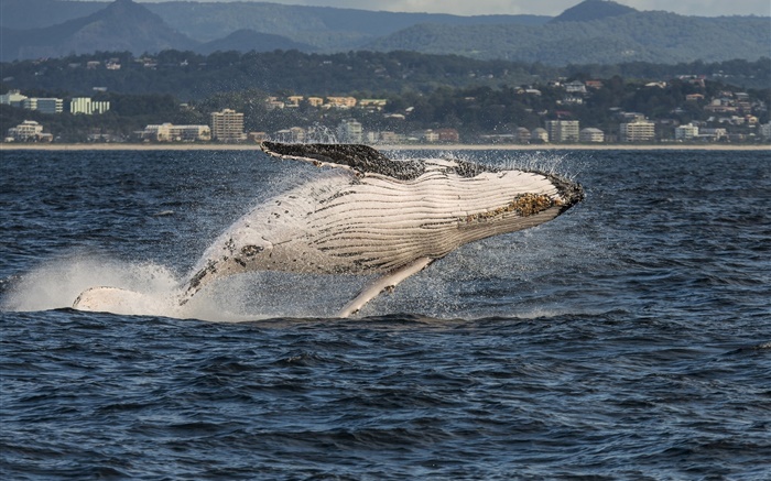 Gold Coast, Queensland, Australie, Mer de Corail, baleine à bosse saut Fonds d'écran, image