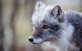 le renard arctique gris, portrait