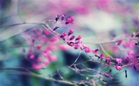 fleurs violettes Hazy HD Fonds d'écran