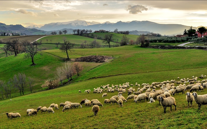 Italie, Campanie, collines, herbe, arbres, moutons, brebis Fonds d'écran, image