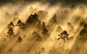 Matin, forêt, arbres, brouillard, la lumière, les rayons du soleil