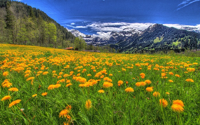 Montagnes, fleurs sauvages jaune, pente, arbres, nuages Fonds d'écran, image