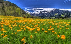 Montagnes, fleurs sauvages jaune, pente, arbres, nuages HD Fonds d'écran