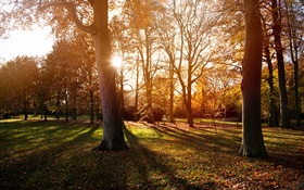Park, arbres, coucher de soleil, l'automne, l'ombre