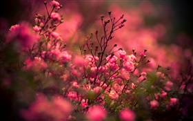 Rose rose fleurs, bokeh HD Fonds d'écran